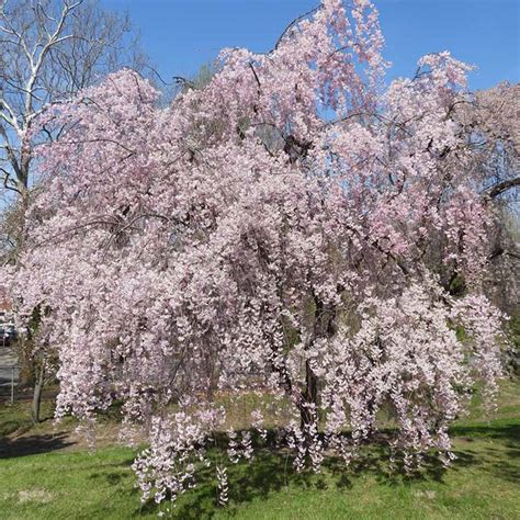 Prunus pendula f. ascendens 'Rosea' (Weeping Cherry)